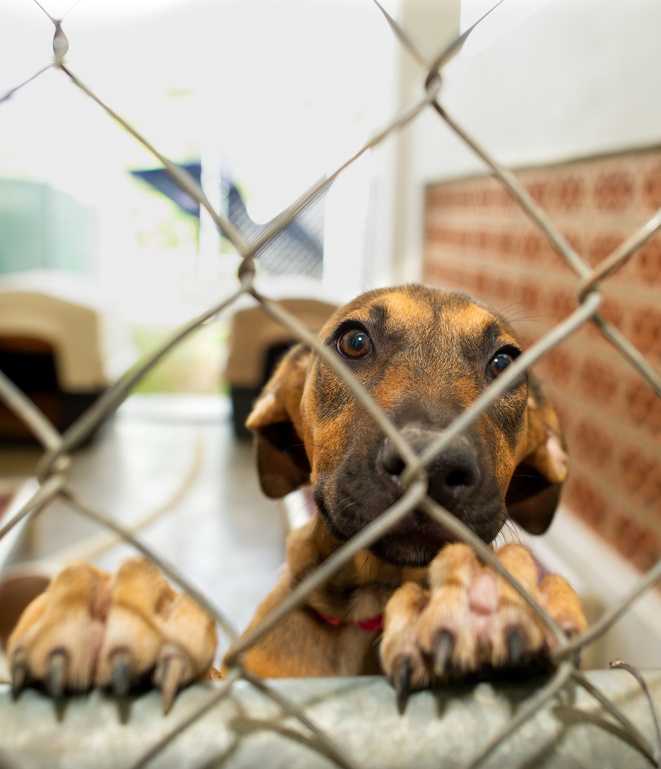 Dog Adopt Rescue Shelter Animal Vertical